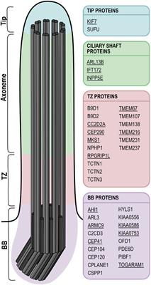 Insights Gained From Zebrafish Models for the Ciliopathy Joubert Syndrome